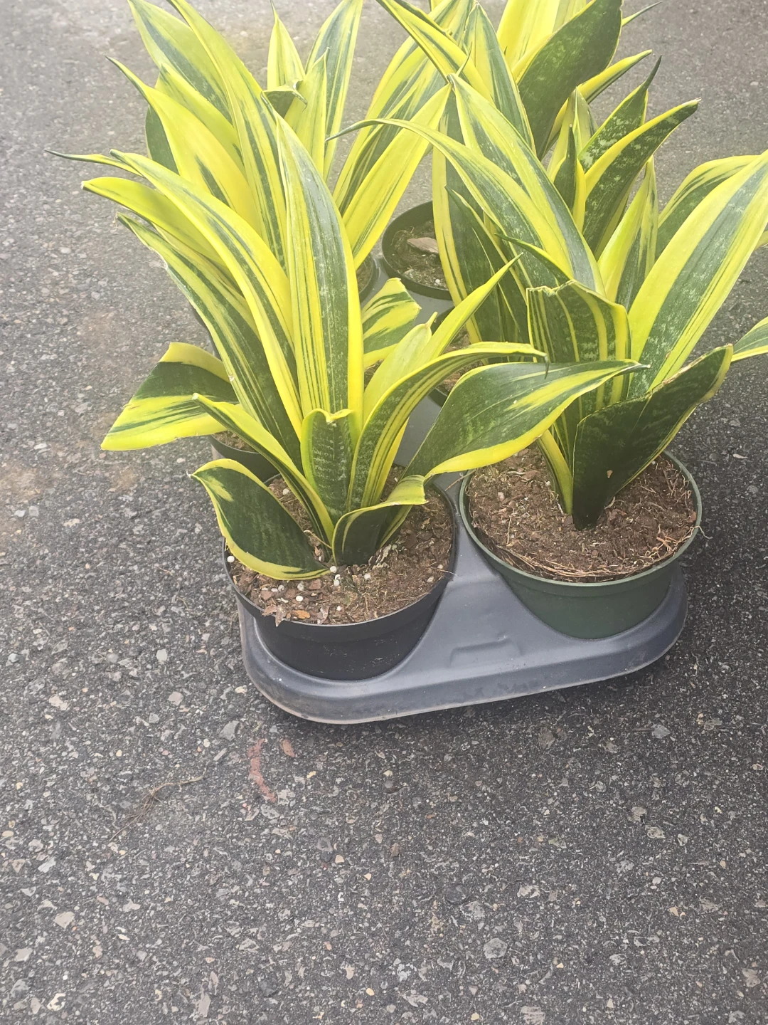 Snake Plant Sansevieria  yellow gold - photo 3