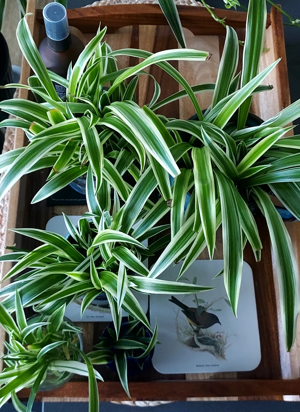 Baby spider plants