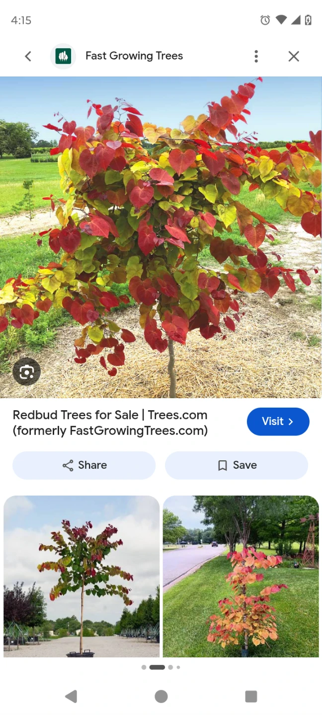 Redbud Tree Seedling