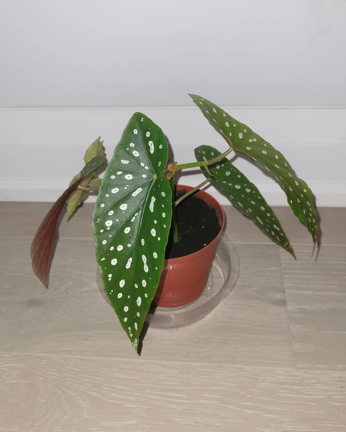 Polka Dot Begonia in Red-Brown Pot