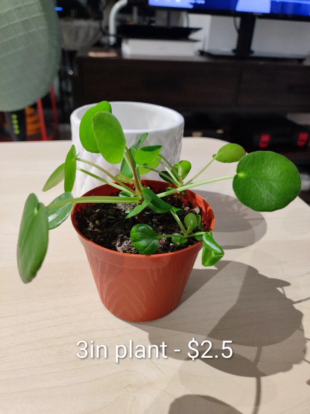 Assorted Houseplants - Chinese Money and Red Polka Dot