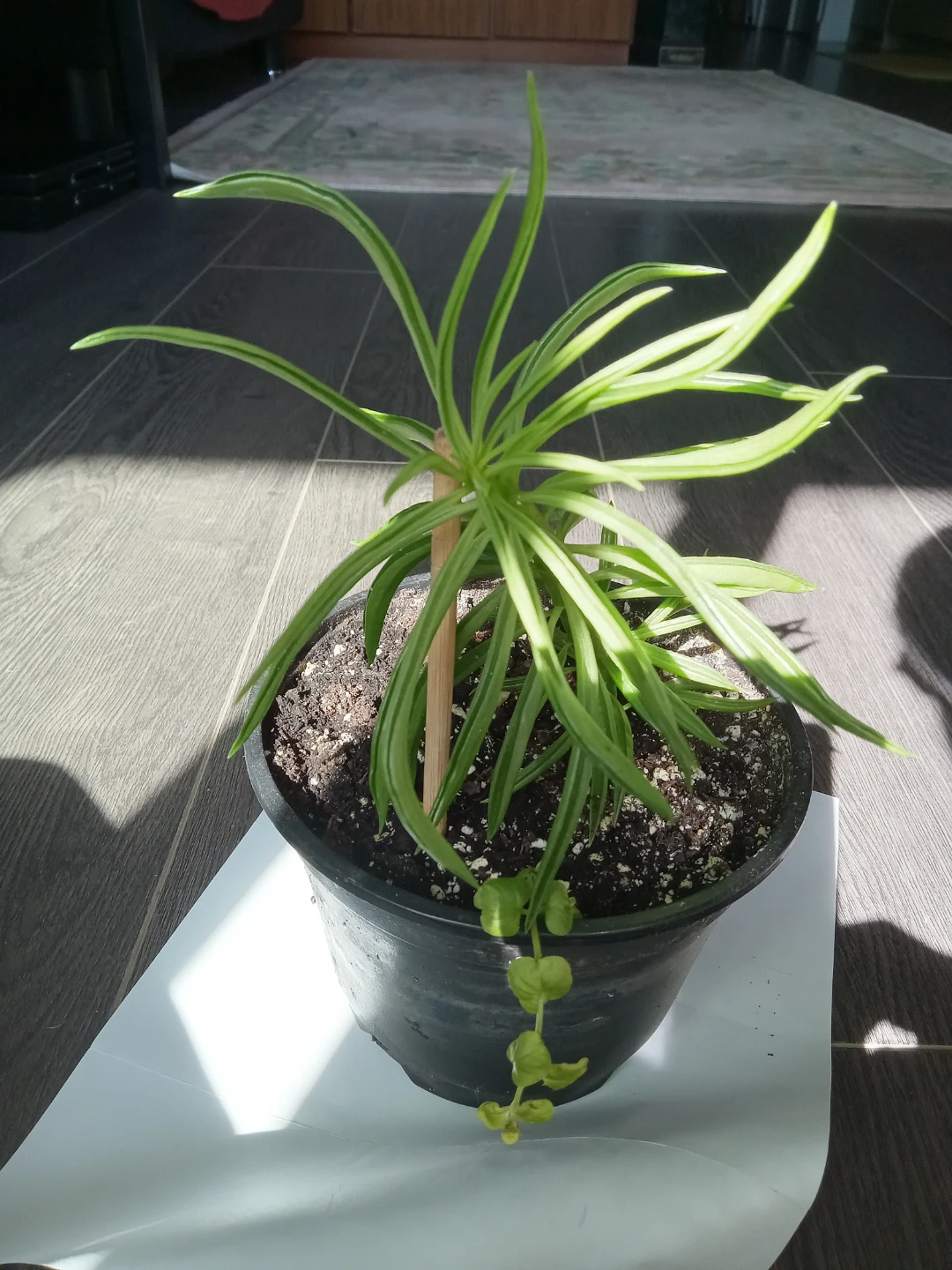 Peperomia Ferreyrae Pincushion Plant - photo 2