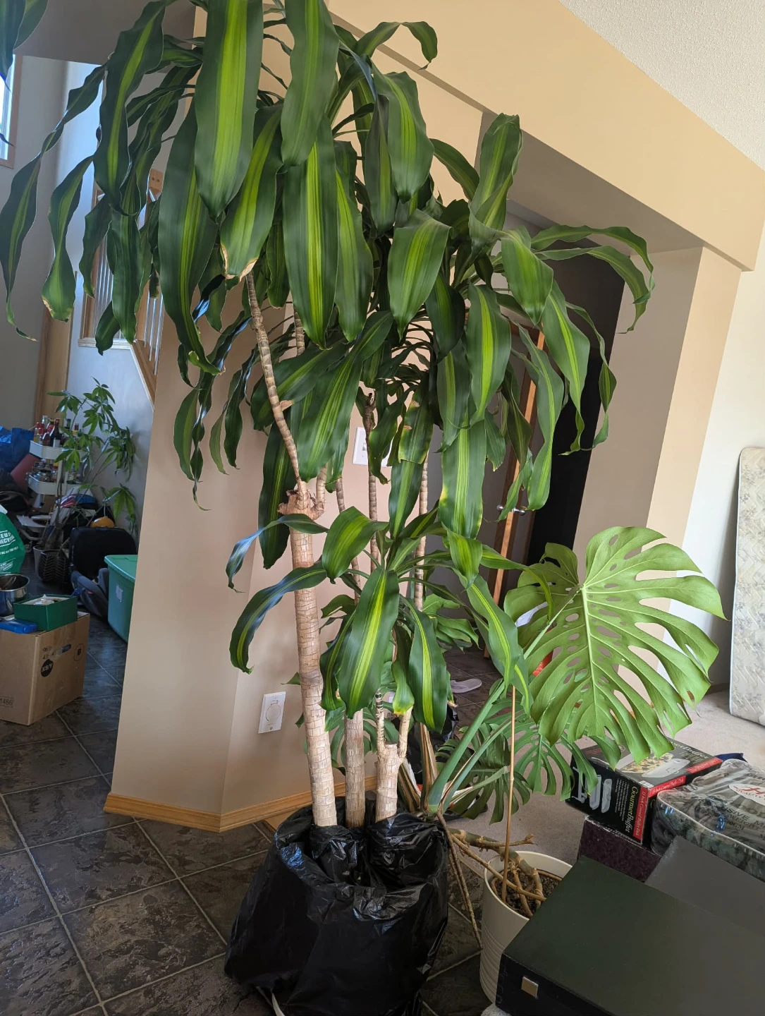 Fortune Plant - photo 3