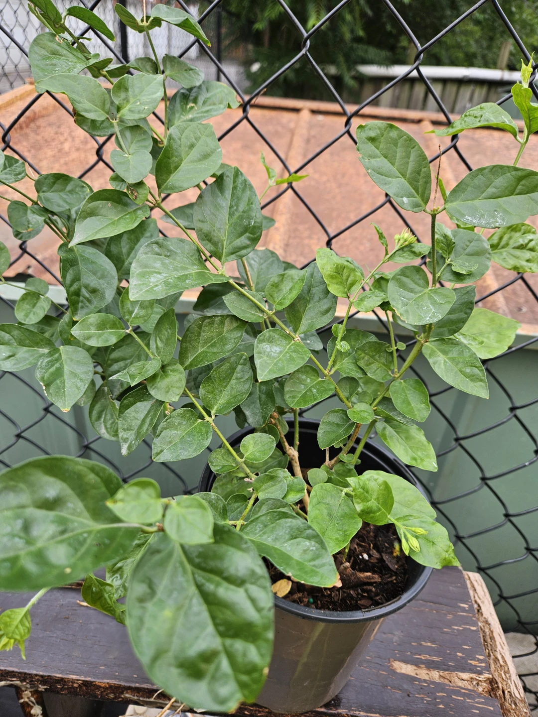 Jasmine Plant
