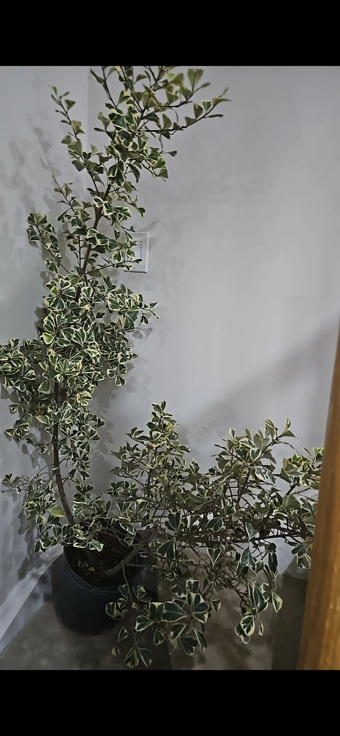Variegated Euonymus Houseplant 5 feet - photo 5