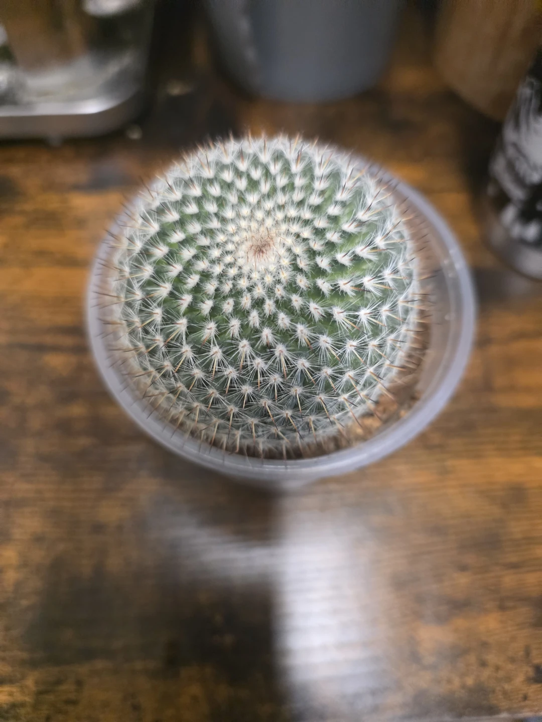 Small Round Cactus