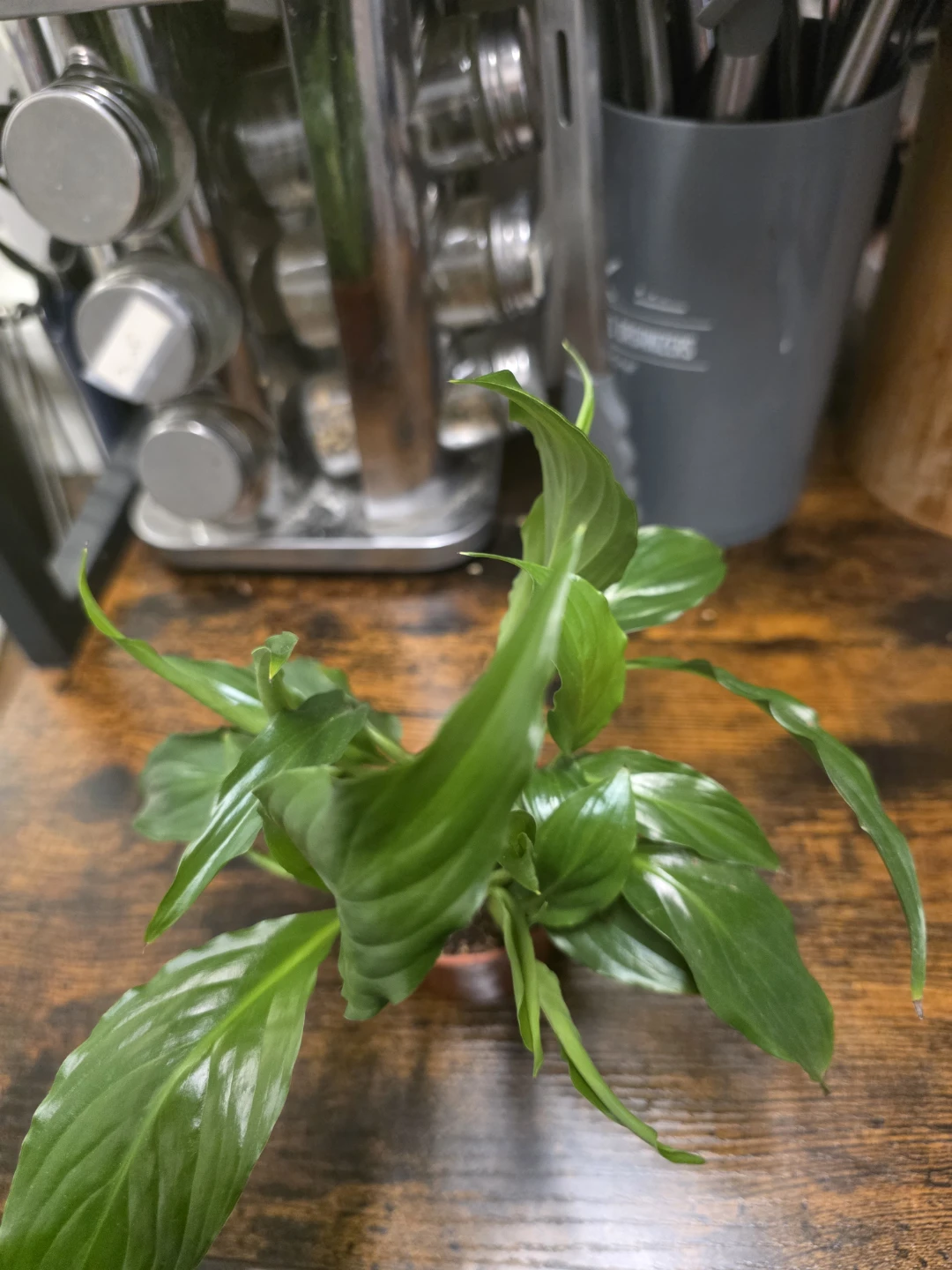 Small Peace Lily Houseplant