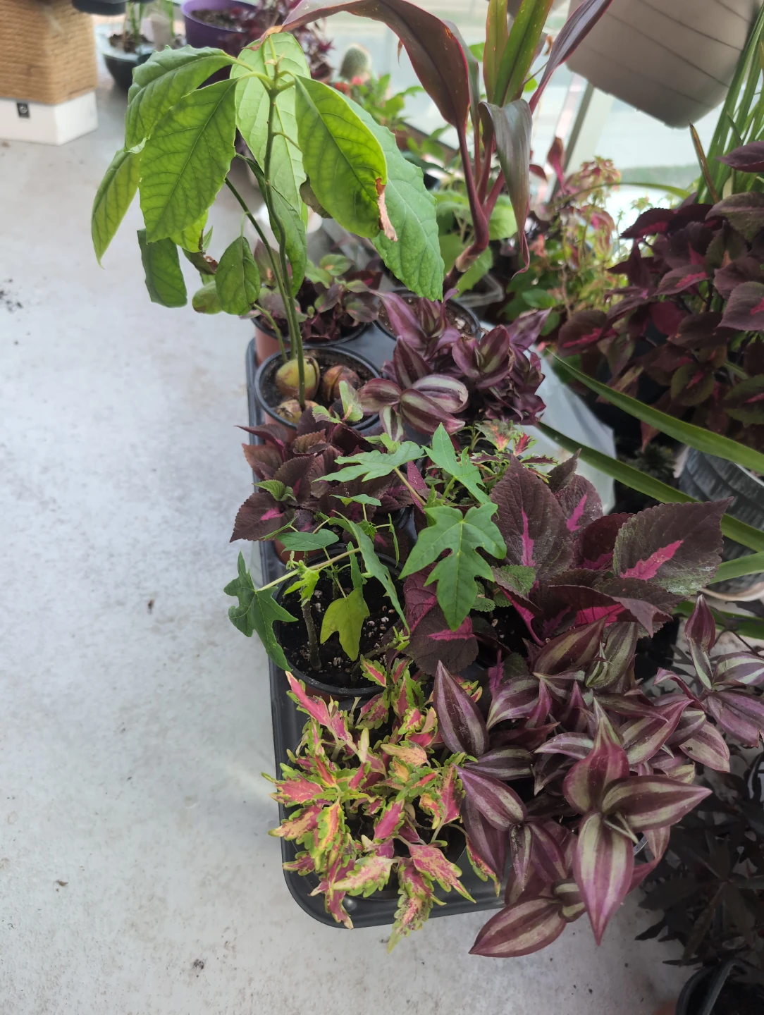 10 Potted Plants Tray, Avocado,Papaya,Cordyline,Coleus&Trades - photo 2