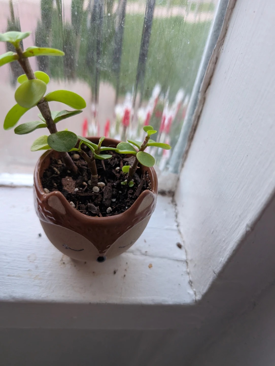 Plants with pots - photo 3