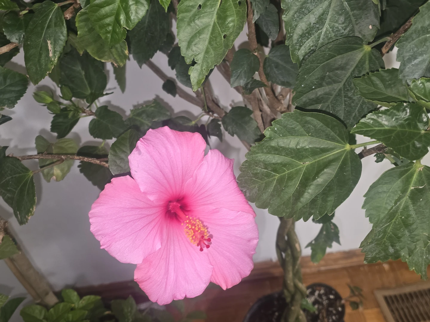 Braided Hibiscus Tree with Pink and Red Blooms - photo 4