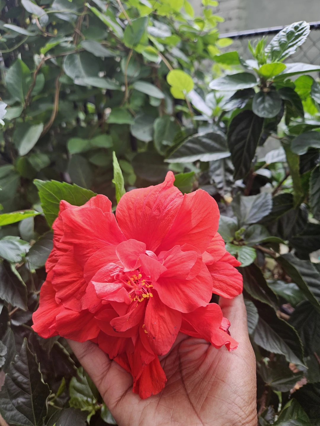 Red Hibiscus Houseplant
