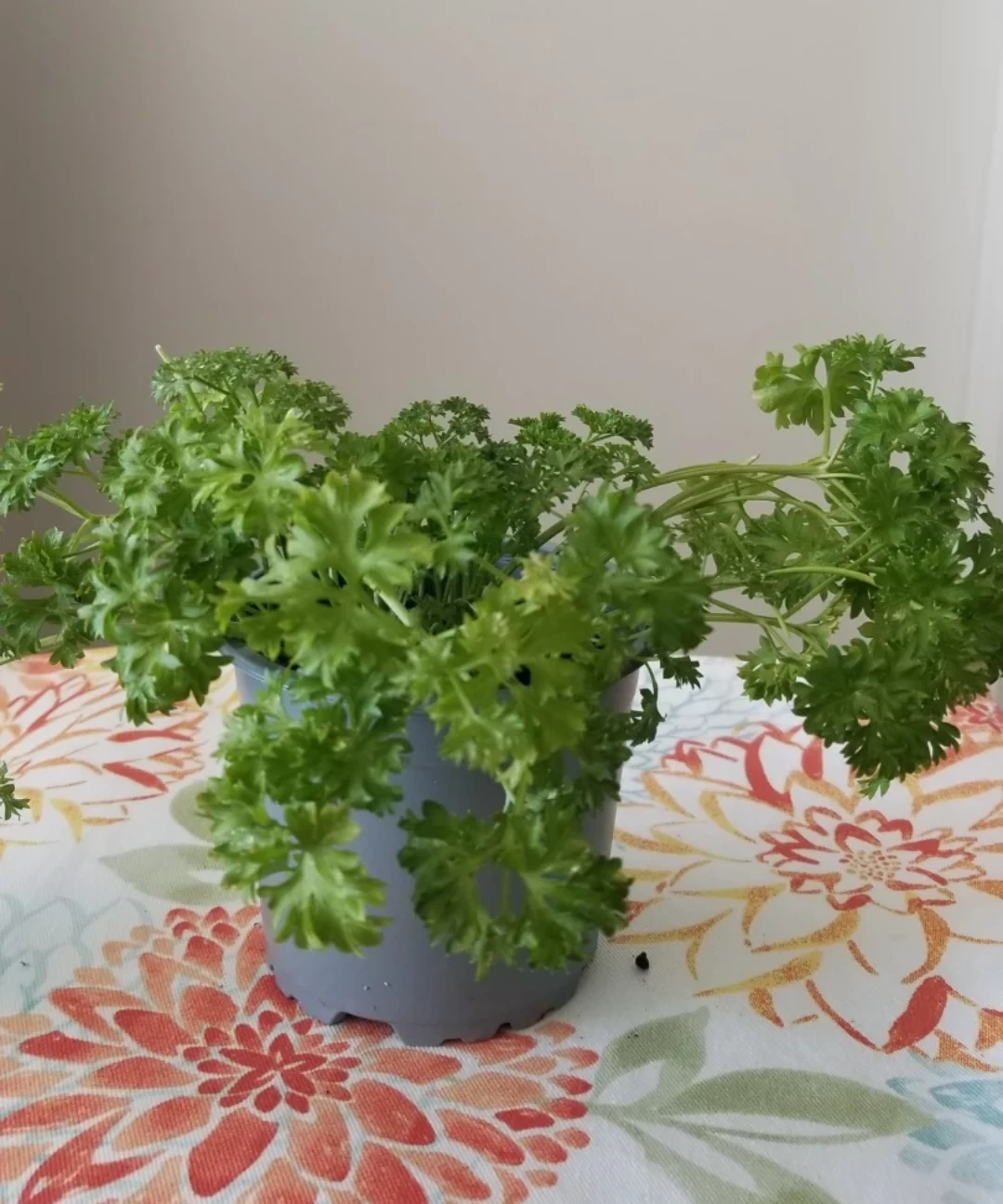 Organic Curly Parsley - photo 3