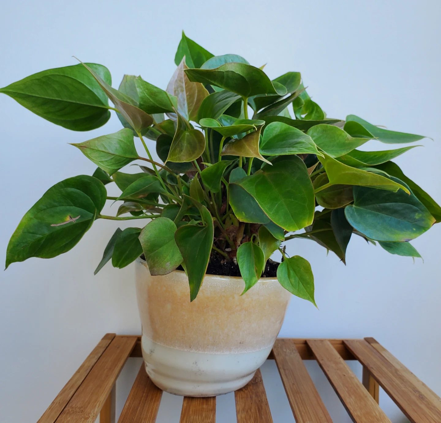 14" Anthurium Plant in Ceramic Pot - photo 3