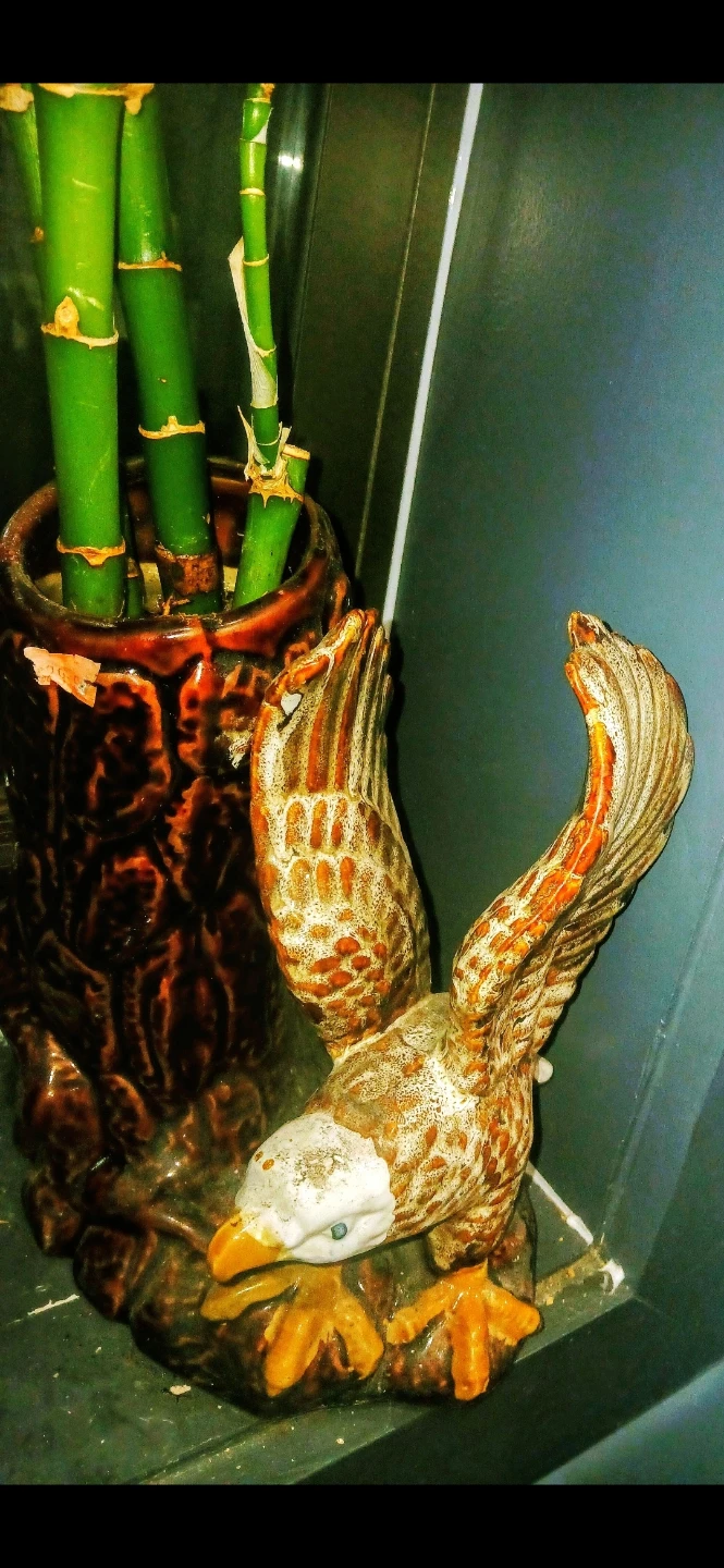 Lucky Bamboo Plant in Eagle Planter or money Tree. 125 each 🏈