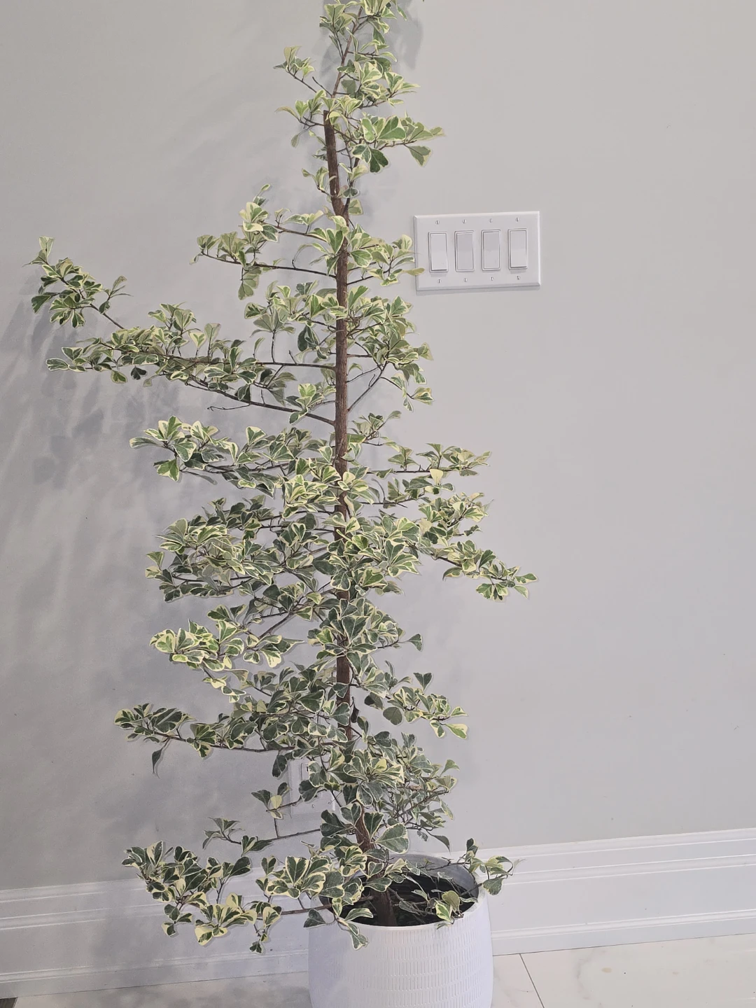 Variegated Ficus  triangularis  standard tree - photo 2