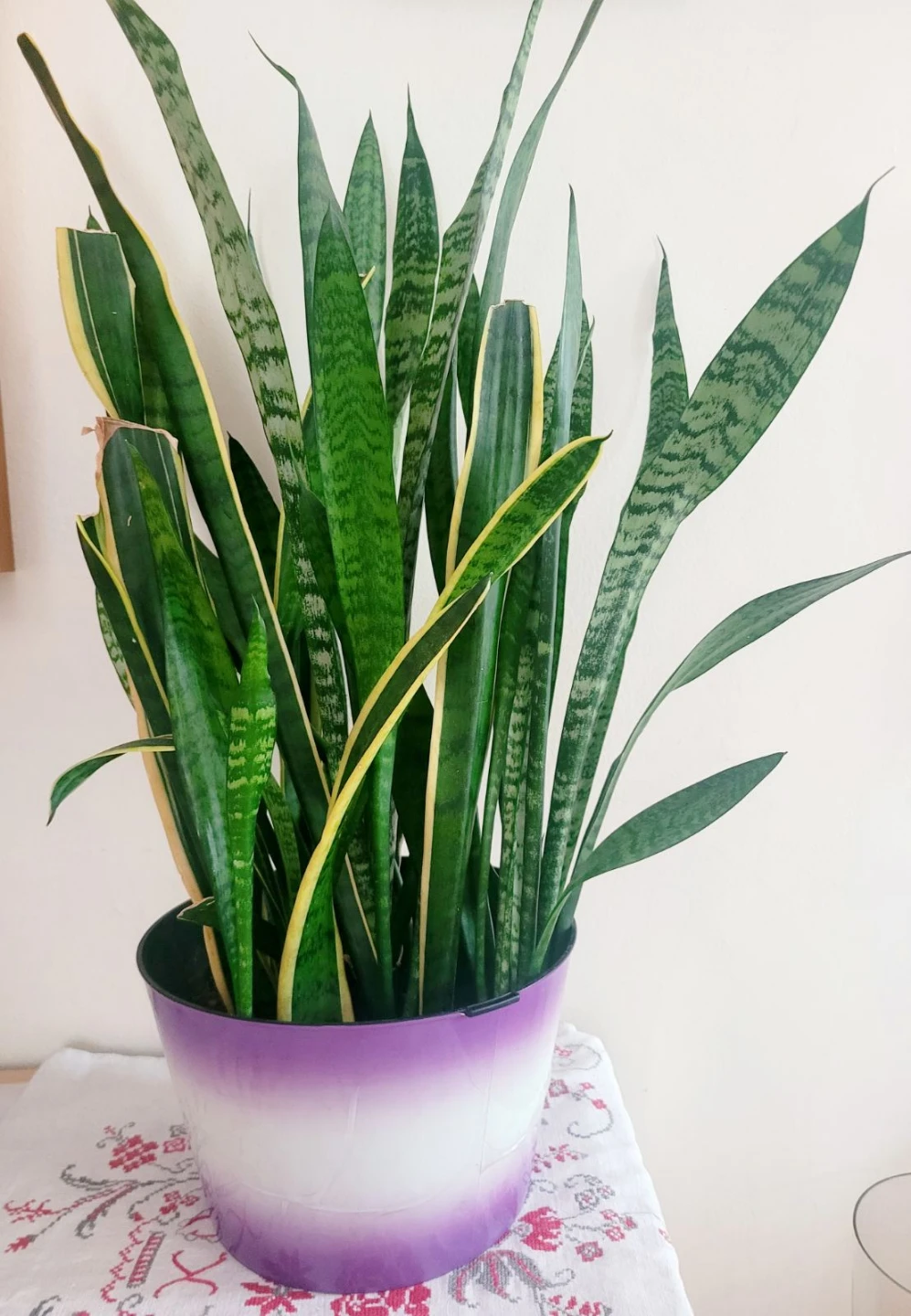 Snake Plant in Purple Planter - photo 2