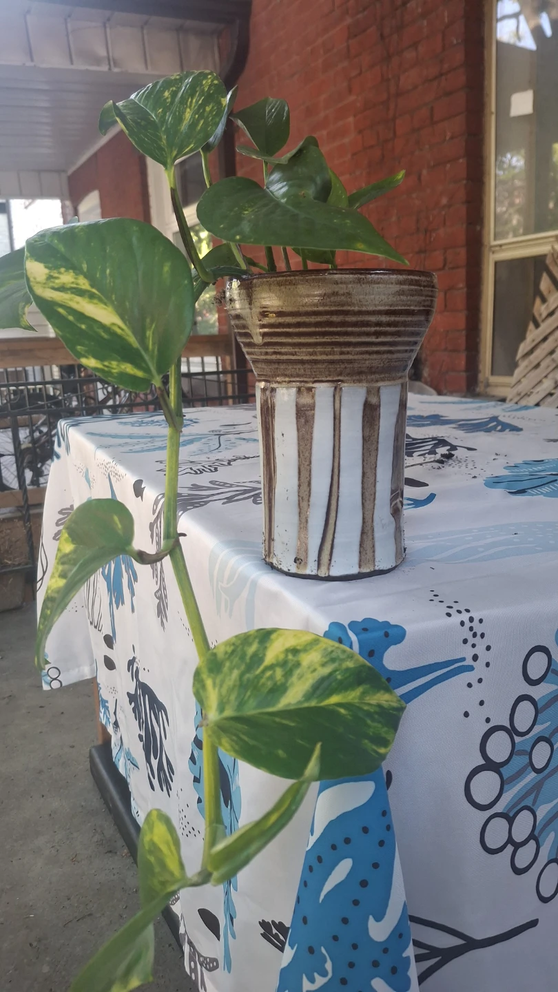 Pothos Plant in Striped Pot - photo 3