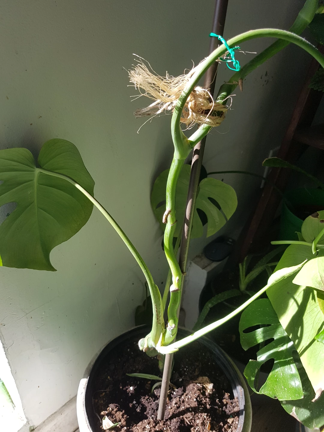Monstera Deliciosa cutting with support stake - photo 2