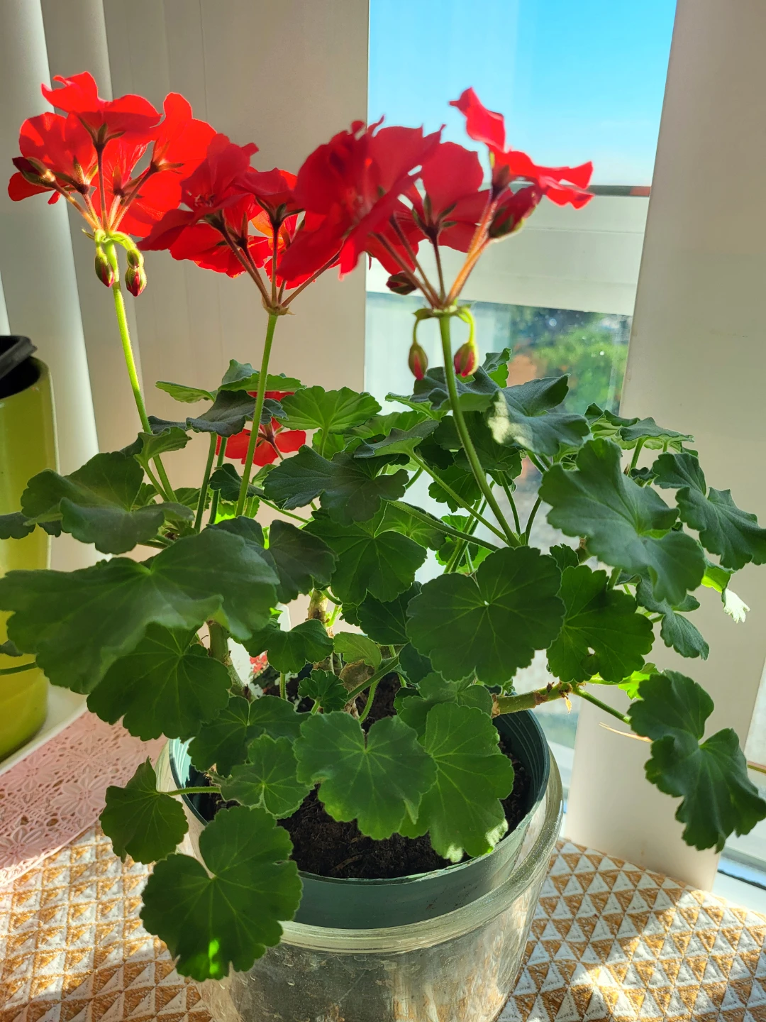 Flowering Geranium Plant - photo 2