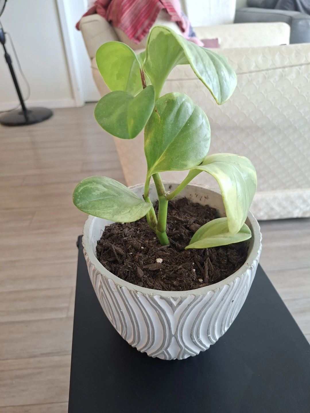 Assorted Indoor Houseplants in Decorative Pots - photo 4