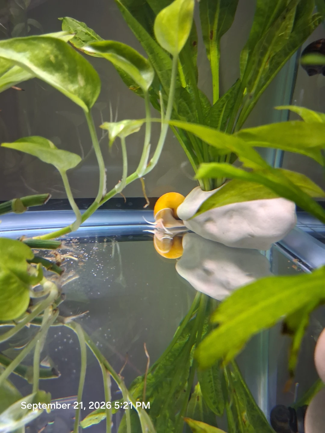 6 Free Mystery snails 🐌 - photo 4