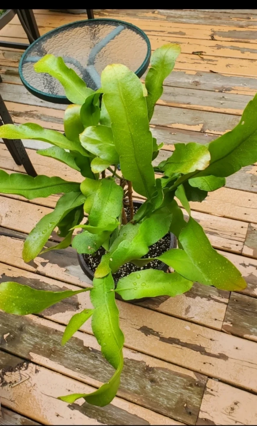 Queen of the Night (‌Epiphyllum oxypetalum) - photo 5