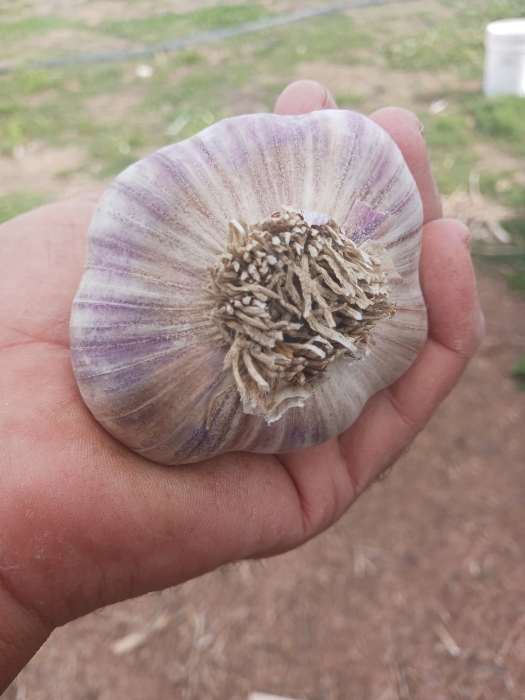 Red Russian garlic.