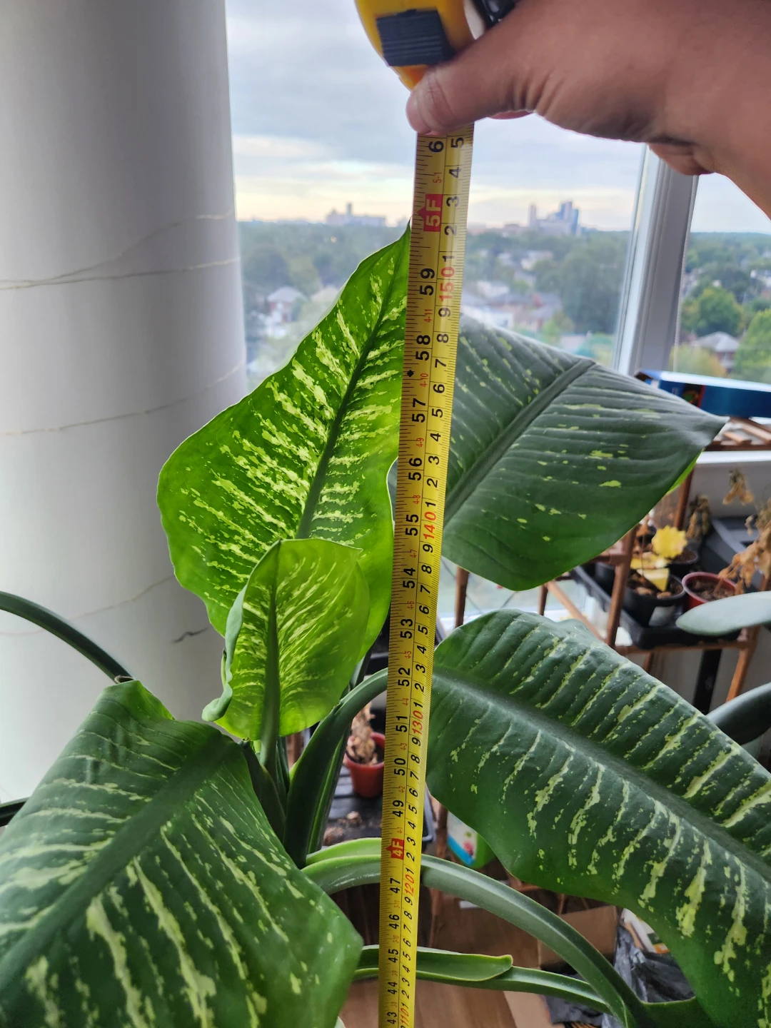 Large Dieffenbachia Houseplant - photo 4