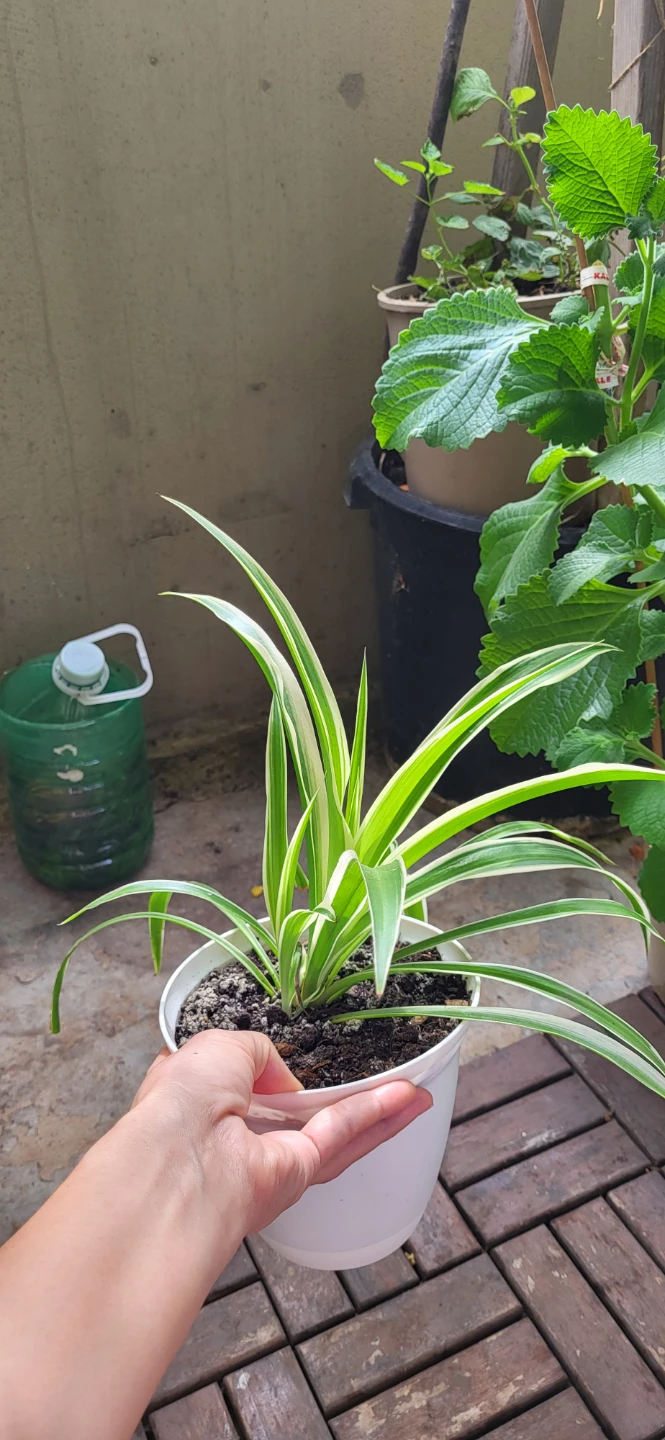 Spider Plant in White plastic pot - photo 4