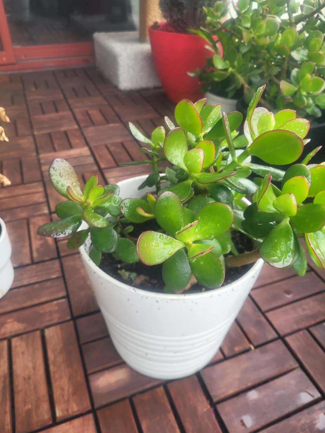 Assorted Indoor Houseplants - photo 5