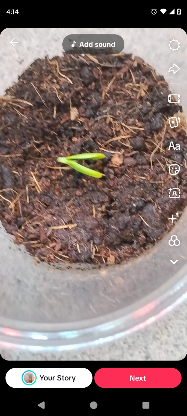 Redbud Tree Seedling - photo 2