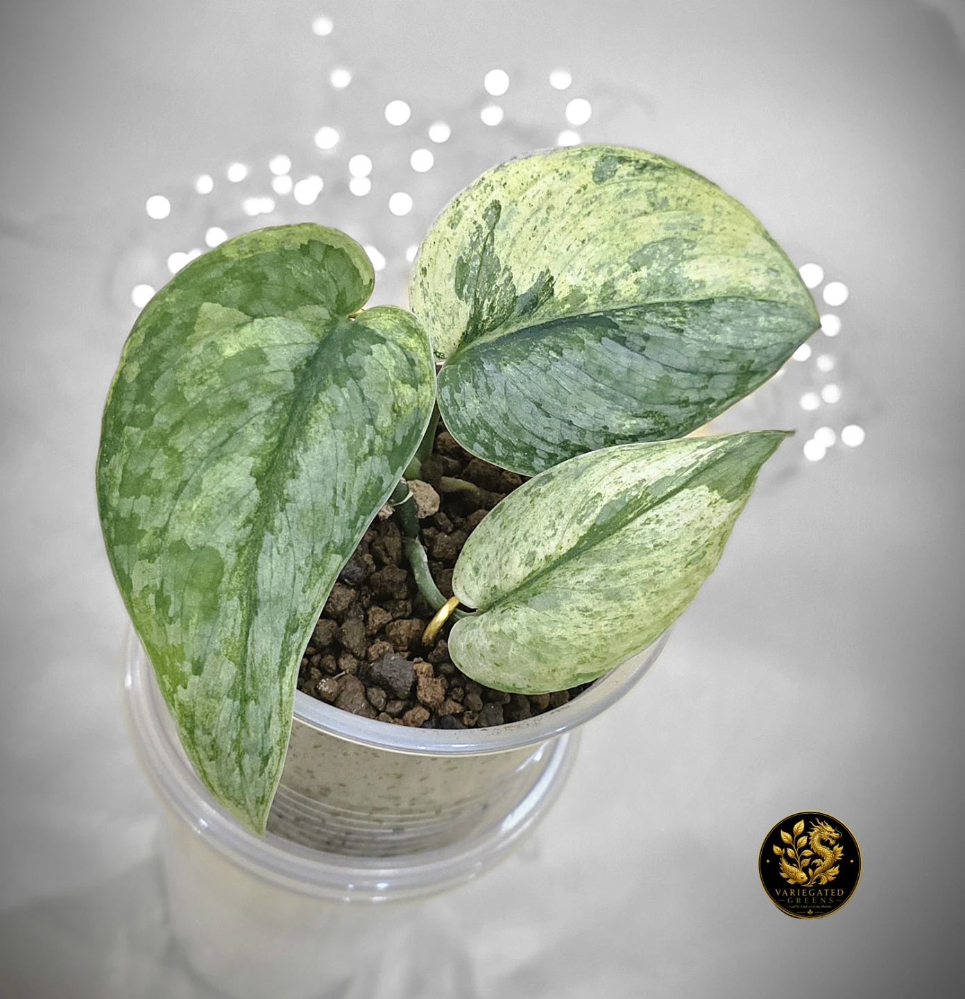 Scindapsus pictus Halimoon "Intricate Mosaic"