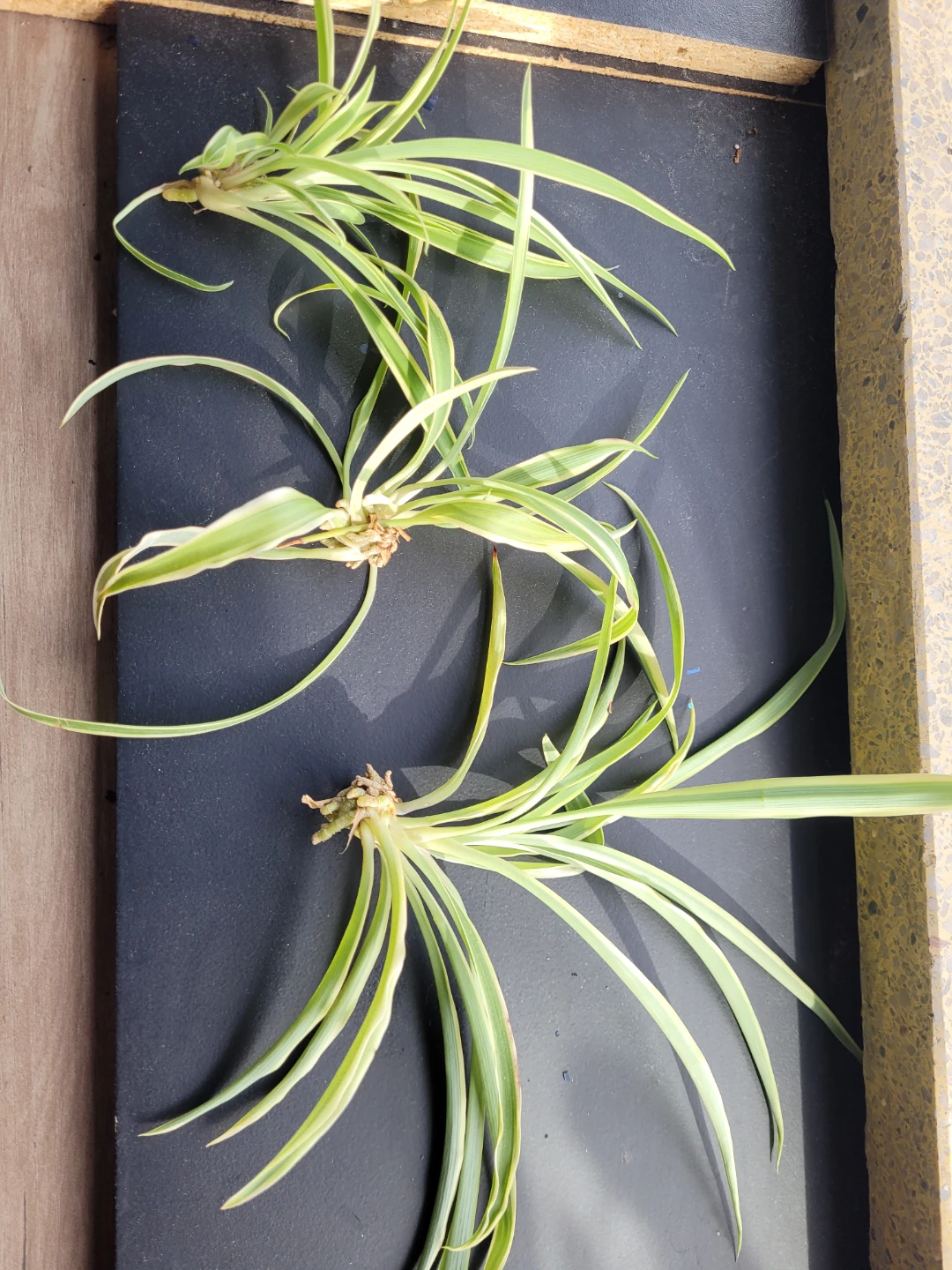 Variegated Spider Plant Offsets