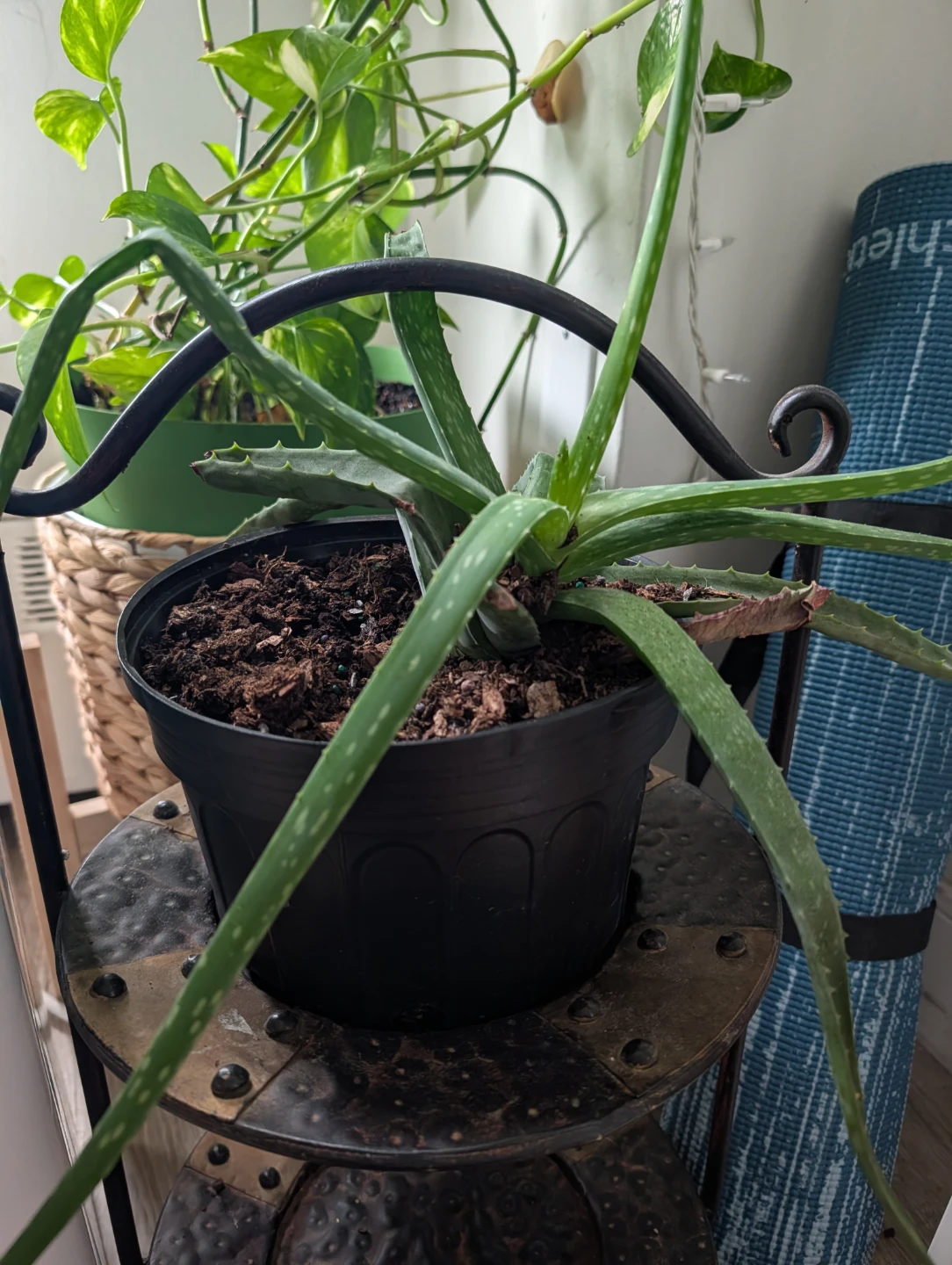 Aloe Vera Plant in Pot - photo 2