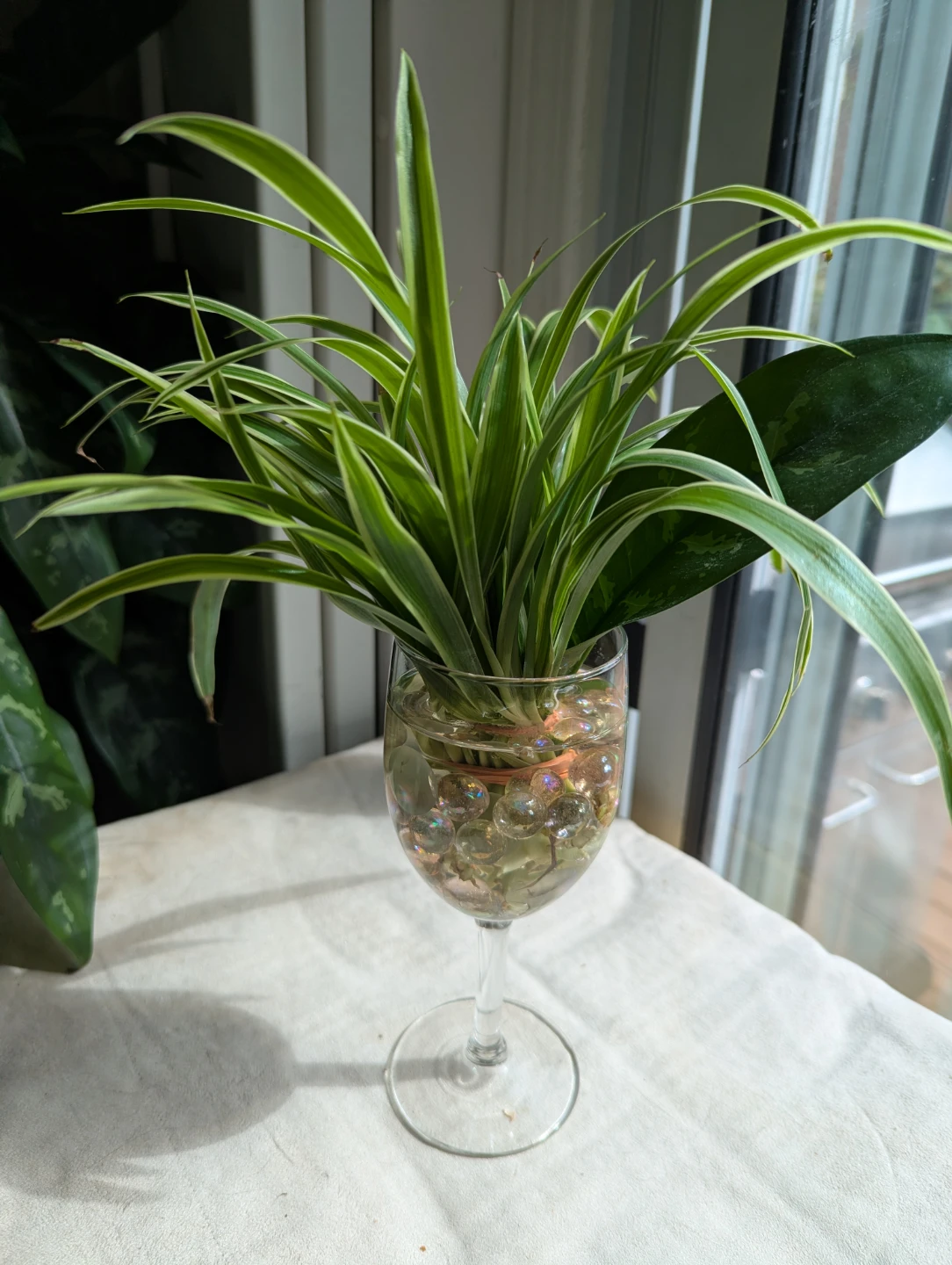 Spider Plant in Wine Glass