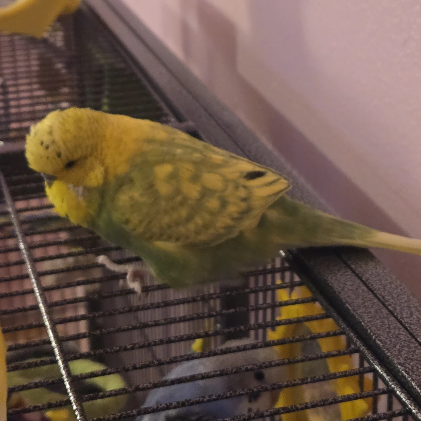 Green male english budgie - photo 2