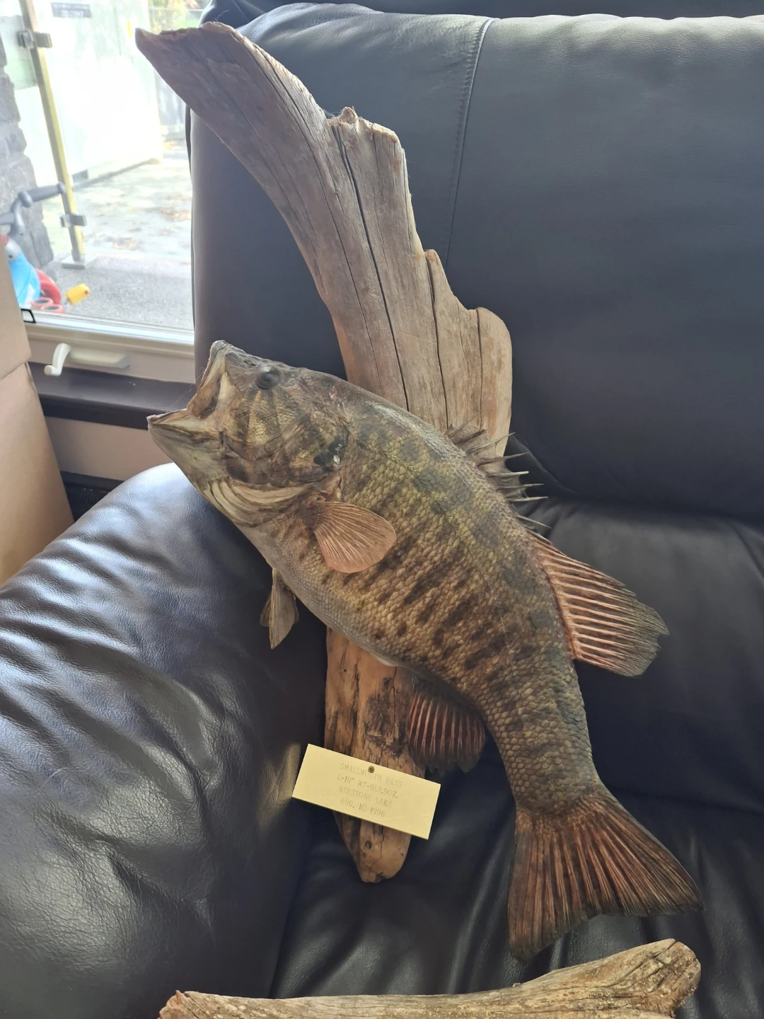 Smallmouth Bass Taxidermy Mount