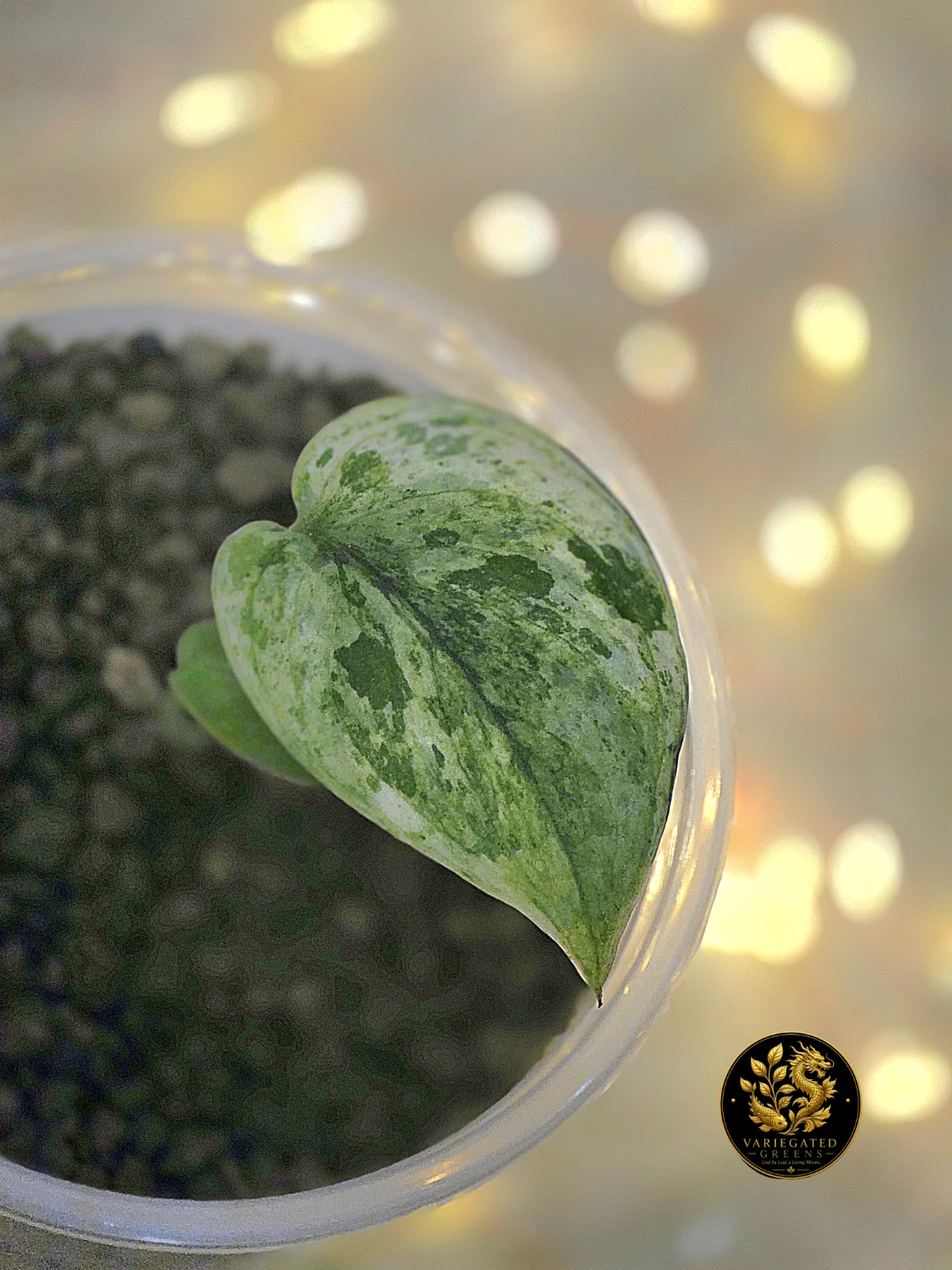 Scindapsus Halimoon "Stellar Illumination" - photo 2