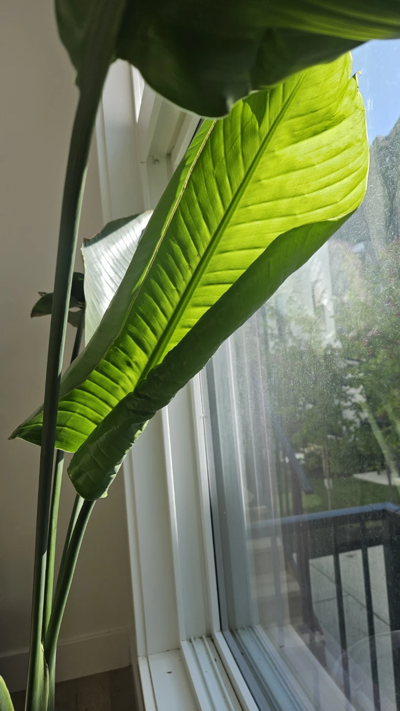 Bird of Paradise Plant - photo 3