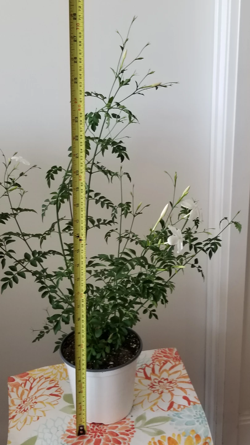 Jasmine Plant - photo 3