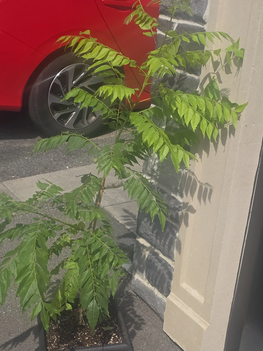 Healthy Potted Curry Leaf Plant