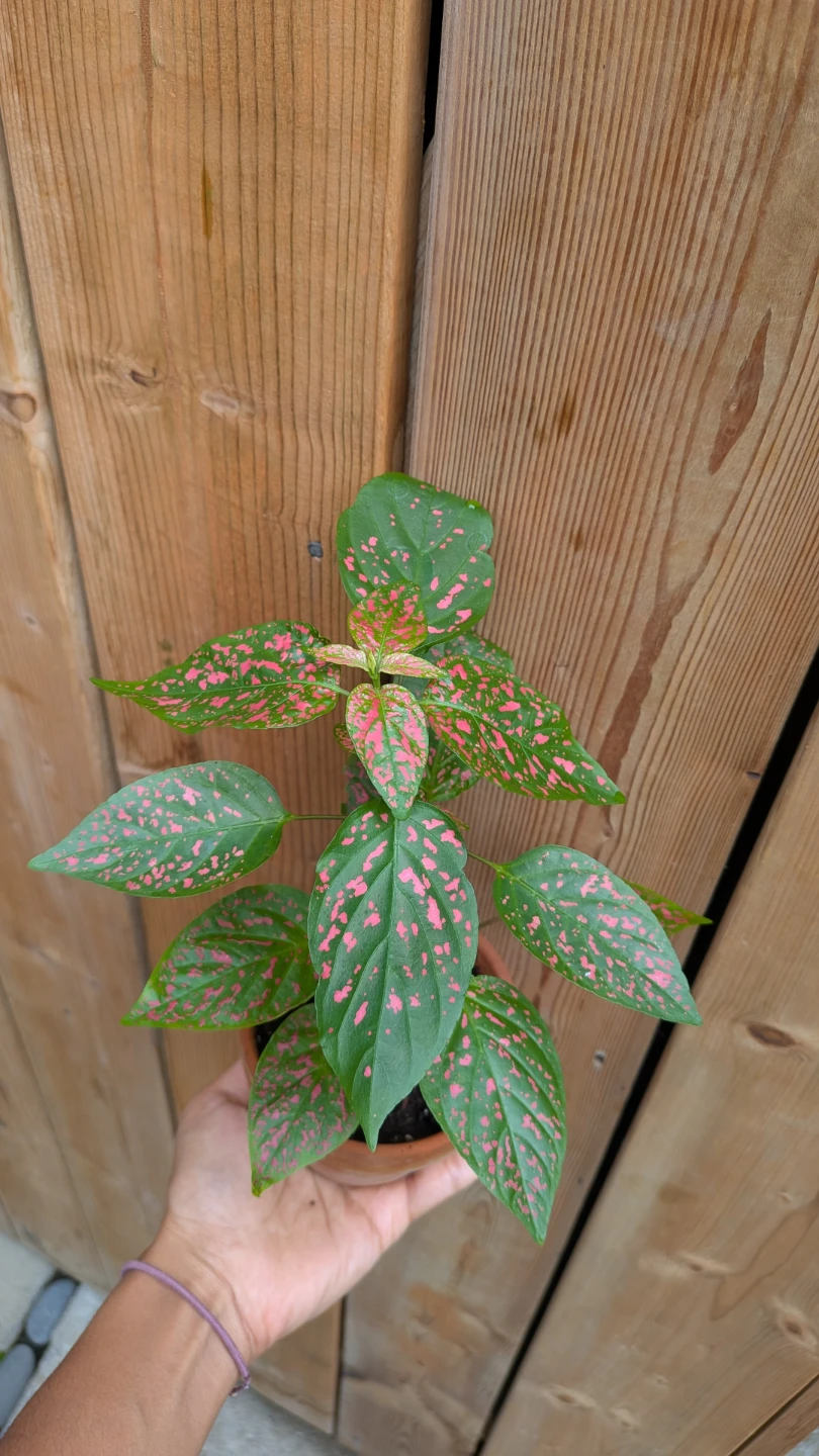Pink Polka Dot Plant in Terracotta Pot