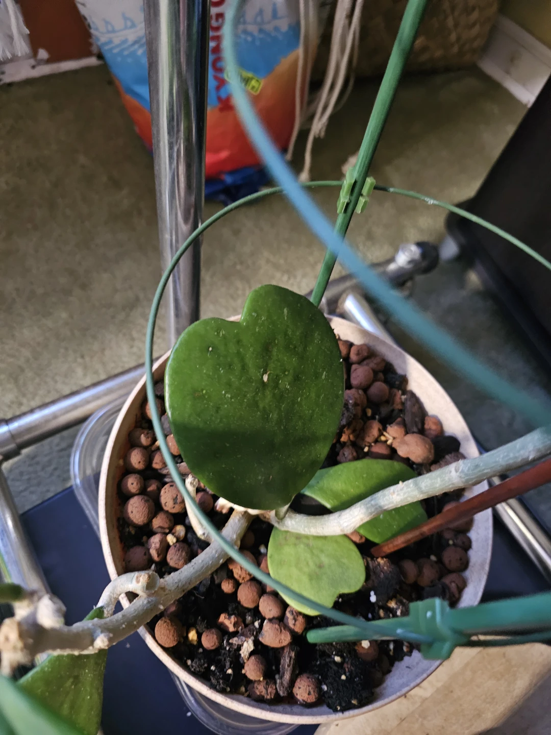 Hoya Kerrii Heart Plant - photo 3