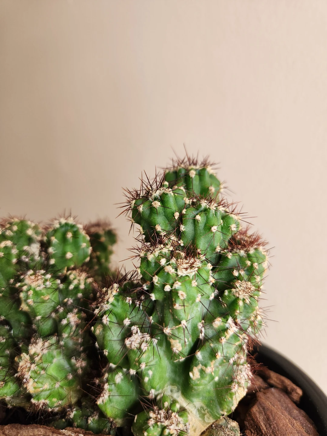 Potted Coral Cactus in Black Ceramic Pot - photo 4
