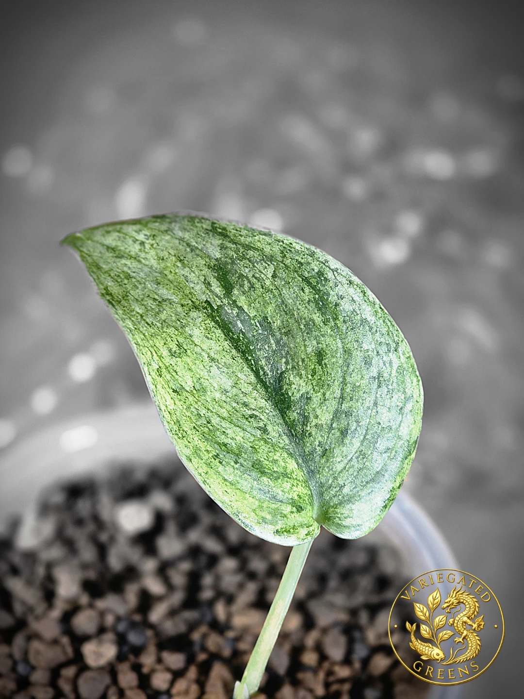 Scindapsus pictus Halimoon "Silent Current" - photo 2