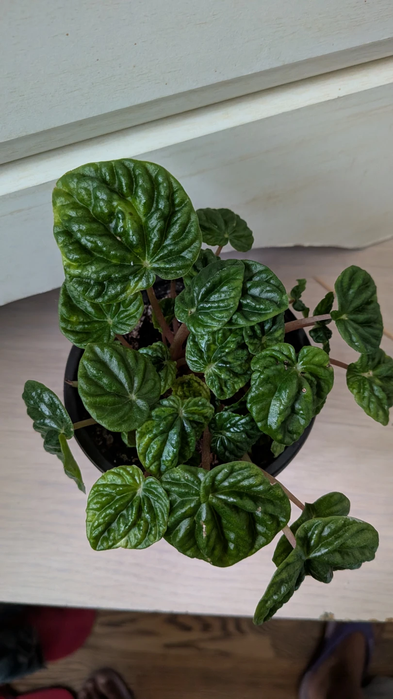 Emerald Ripple Peperomia