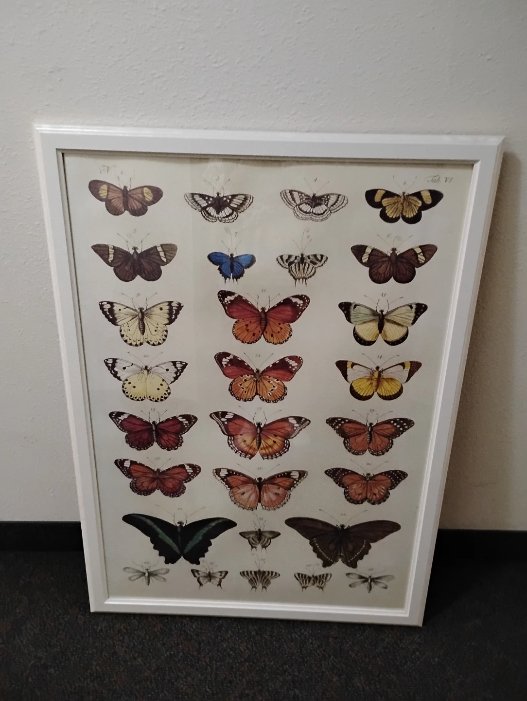 Butterfly 🦋 Picture