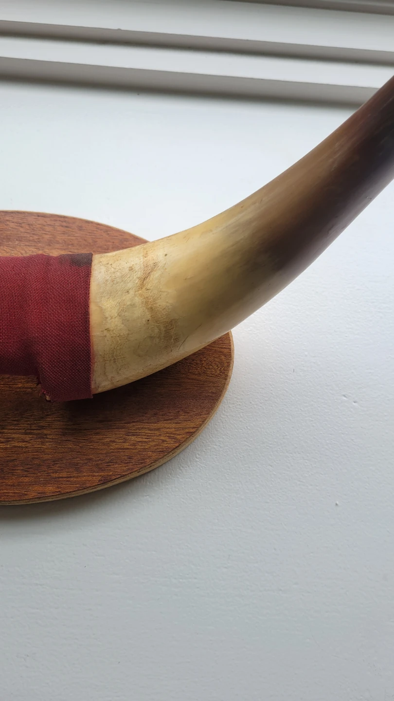 Two Mid Century Bull Horns Mounted Taxidermy - photo 4