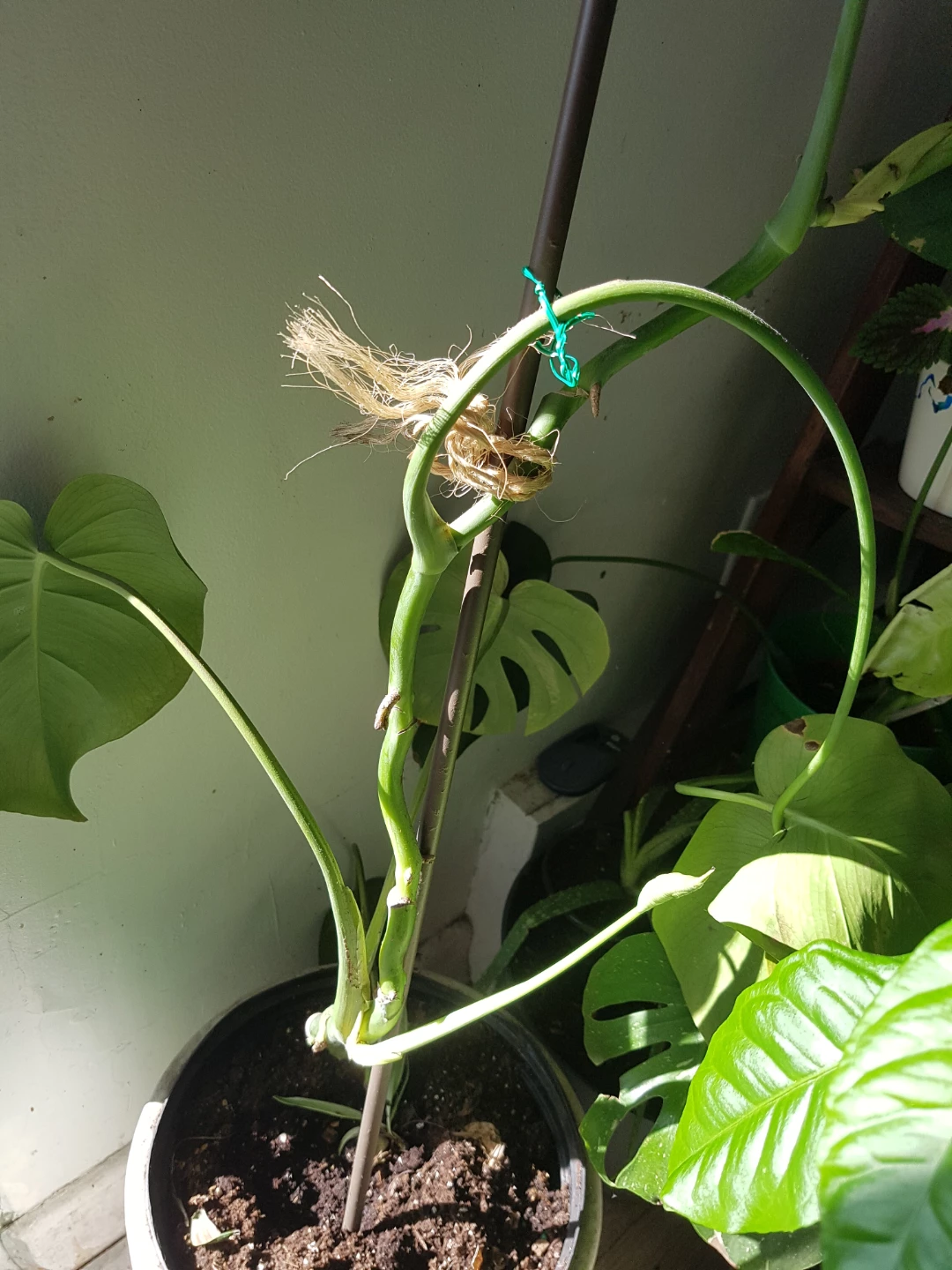 Monstera Deliciosa cutting with support stake - photo 3