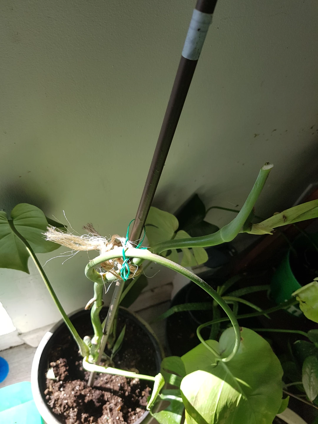 Monstera Deliciosa cutting with support stake - photo 4